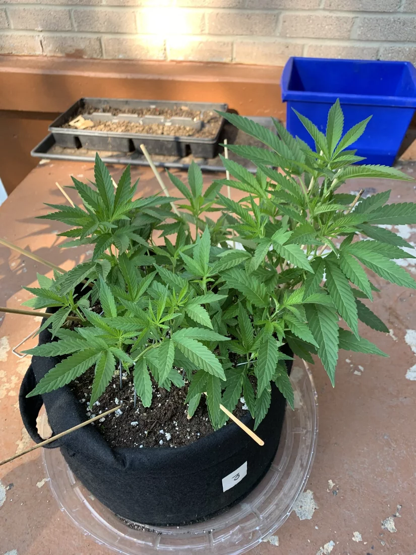 New grower looking for advice on my pink kush clones 2