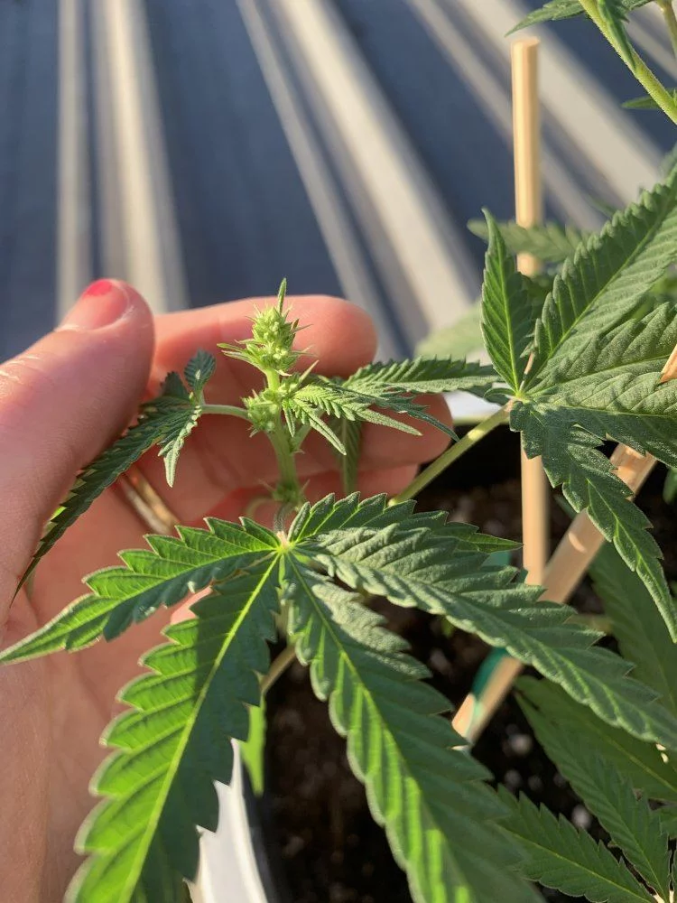New grower looking for sexing help 3