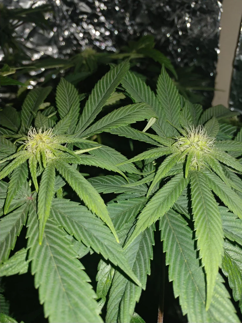New grower  mh and hps on the brain