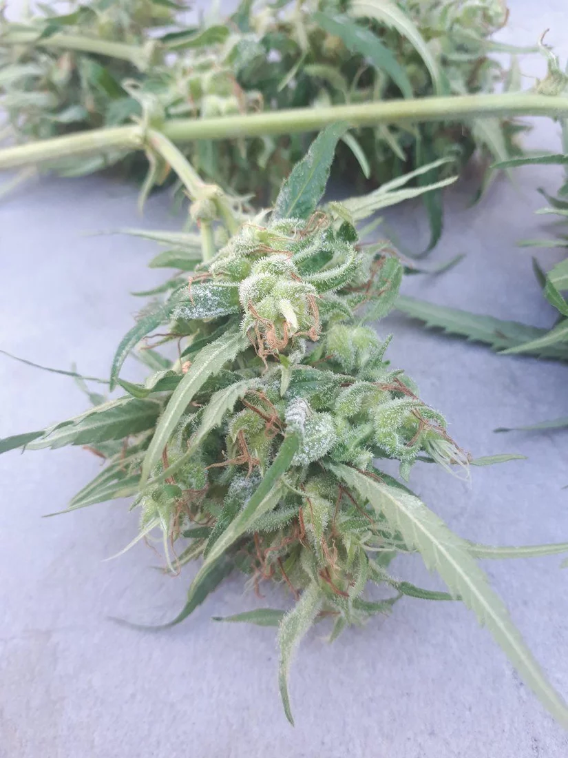 New grower mildew questions at harvest 6