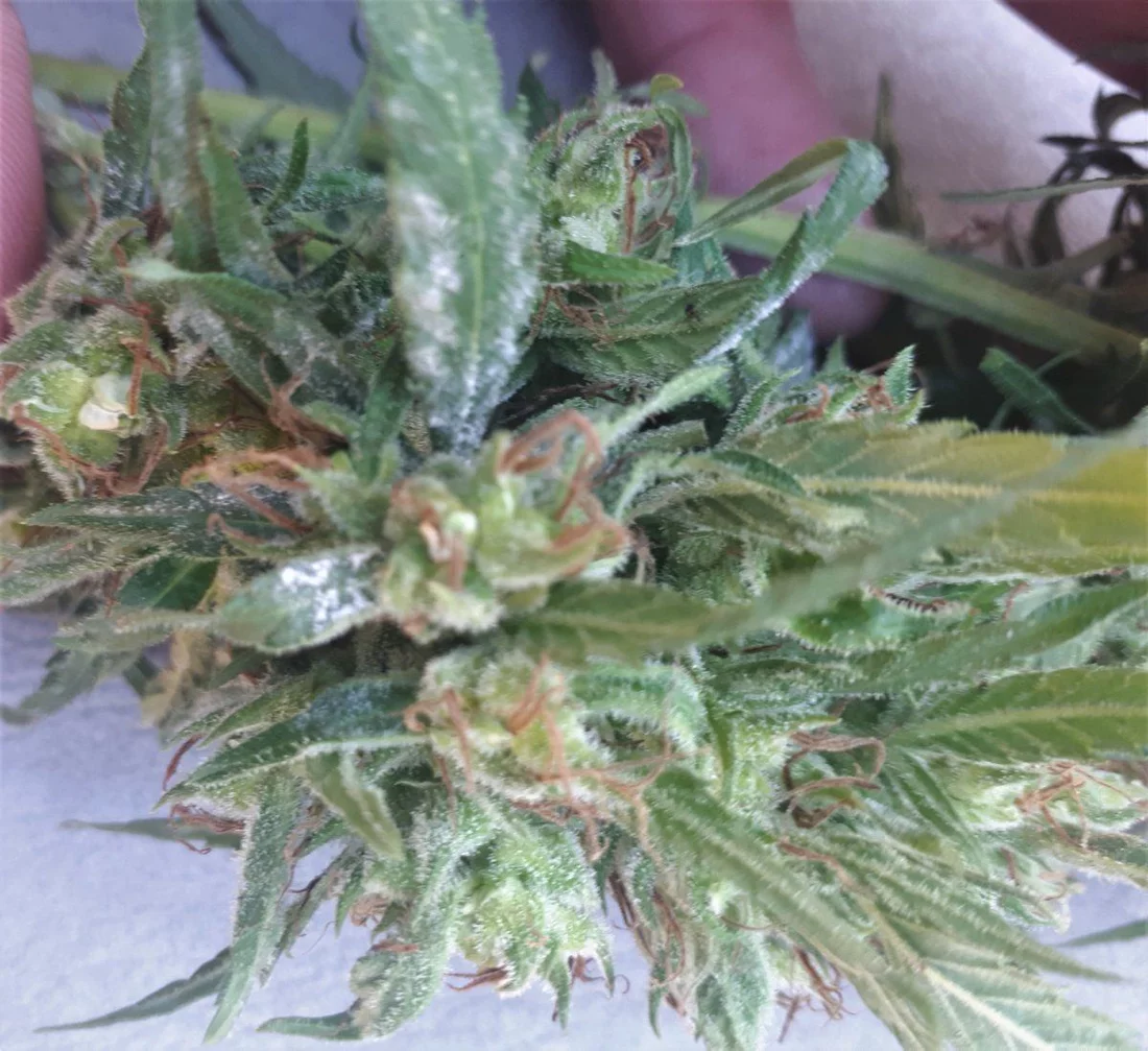 New grower mildew questions at harvest