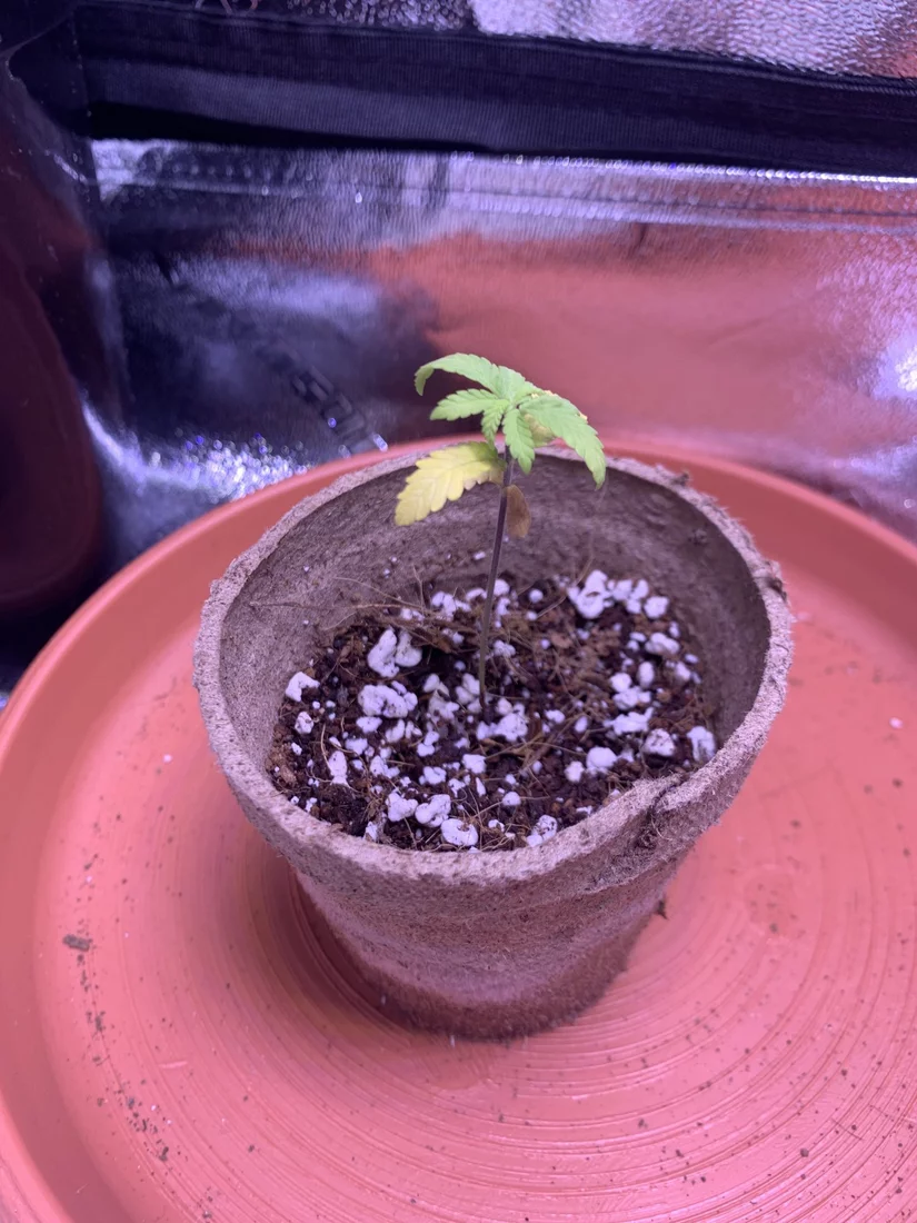 New grower need a little help and input 3