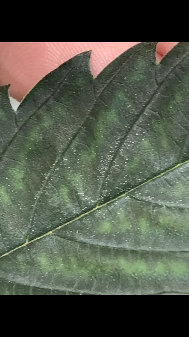 New grower need help diagnosing white dots on plant 2