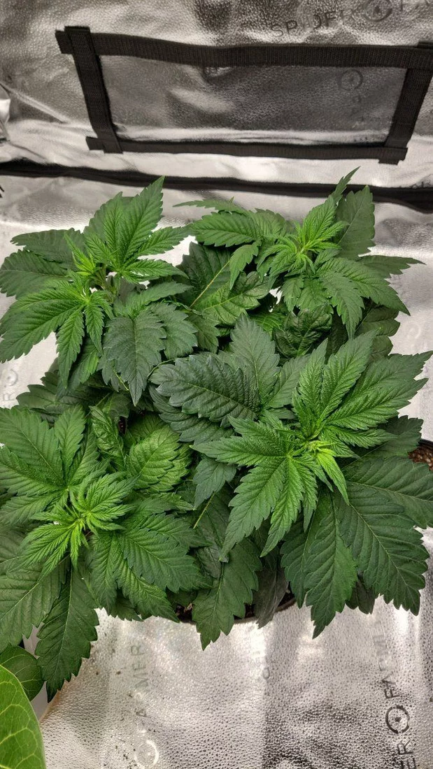 New growth is showing signs of stress and deficiency 2