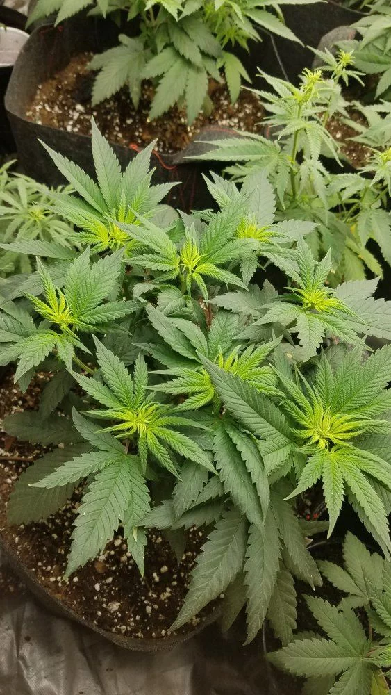 New growth limegreenyellowwhite 2