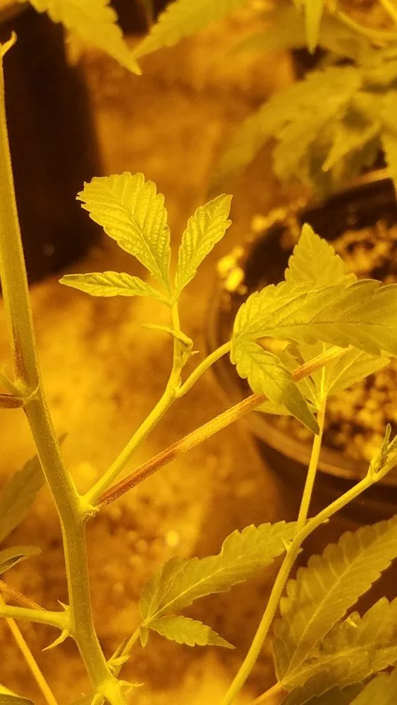 New node leaves growing sideways help 2
