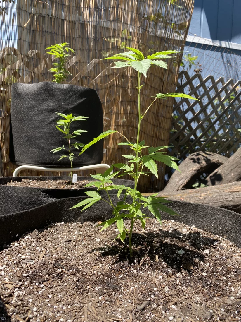 New outdoor grower looking for advice 4