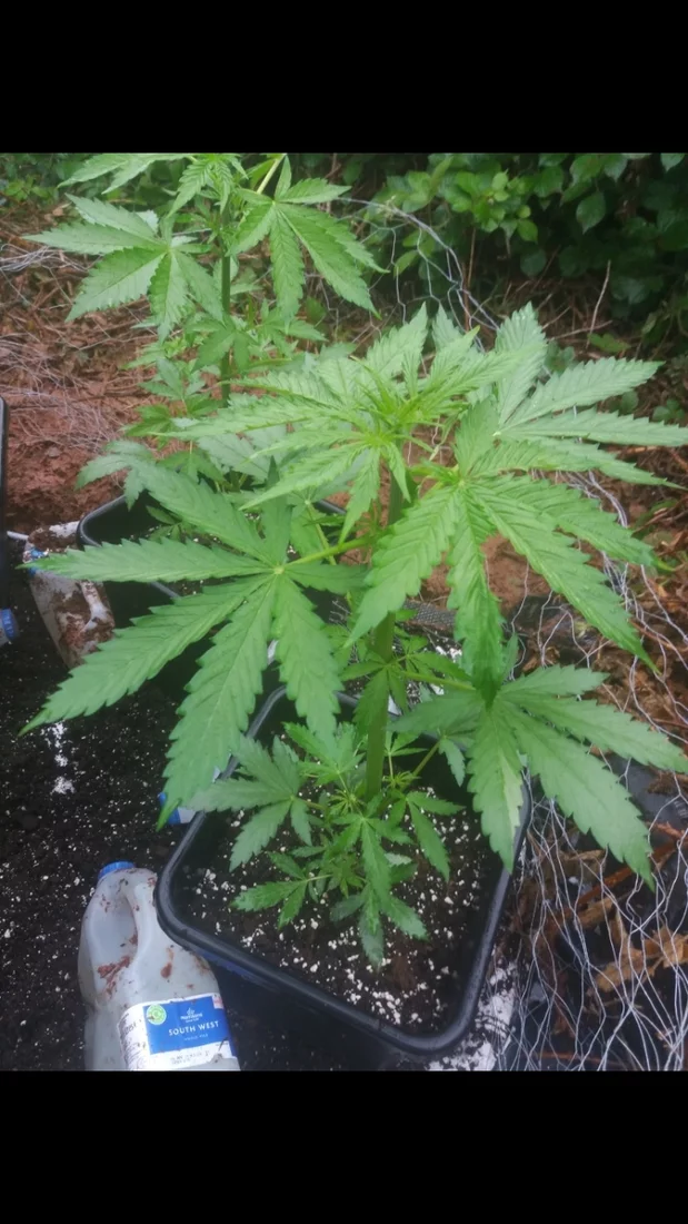 New outdoor plant grow any tips 5