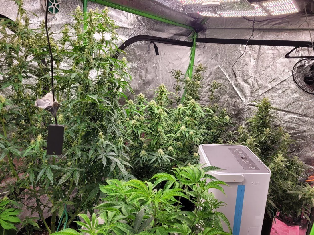 New thcfarmer member here just posting to say hi and show my grow 6