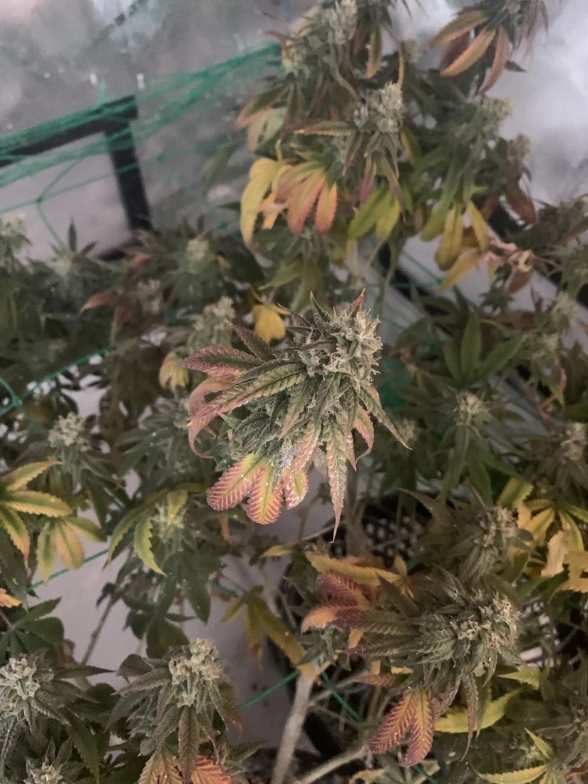 Newbie help leaves turning yellow and purple looking for advice 3