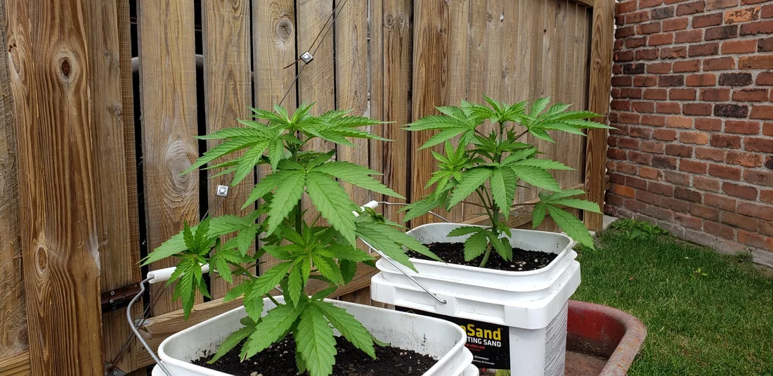 Newbie here first time growing outside need to know how to top plant and when