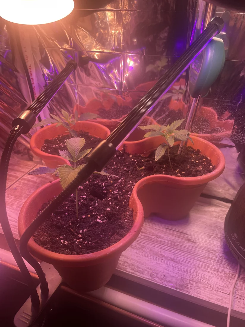 Newbie working on first grow of unknown strains 3