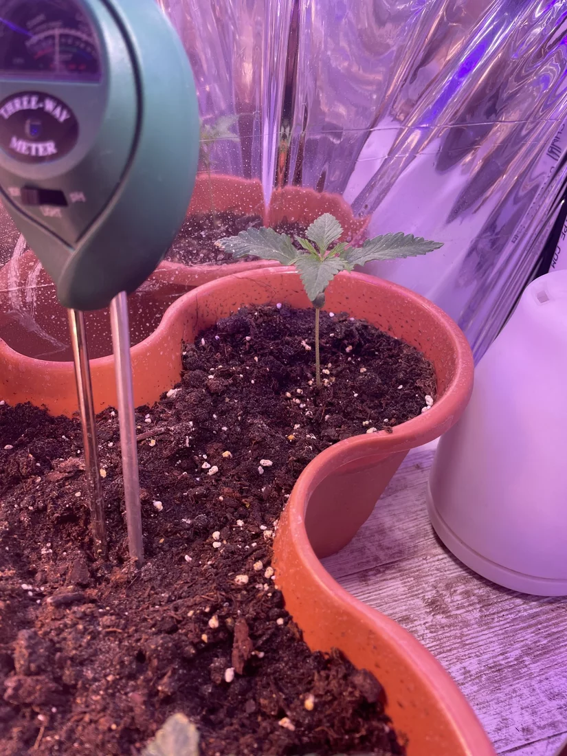 Newbie working on first grow of unknown strains 5