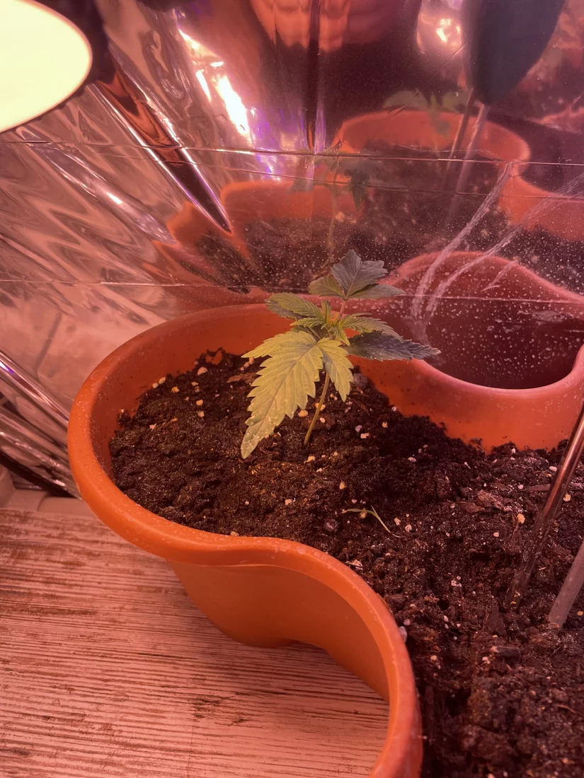 Newbie working on first grow of unknown strains