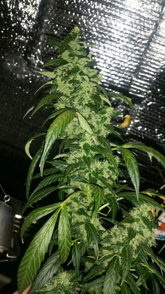 Northernlights auto fem ready to pluck first northern grow or help please 3