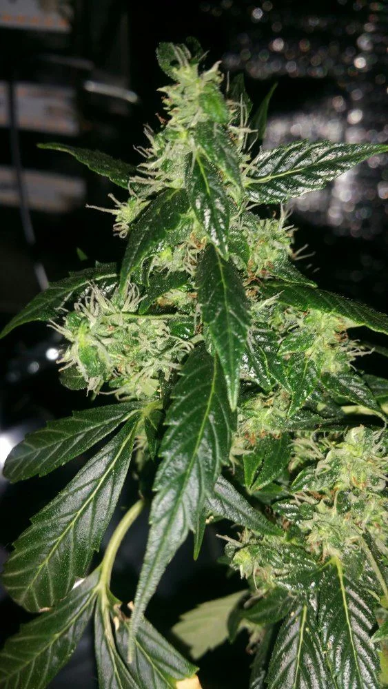 Northernlights auto fem ready to pluck first northern grow or help please 5