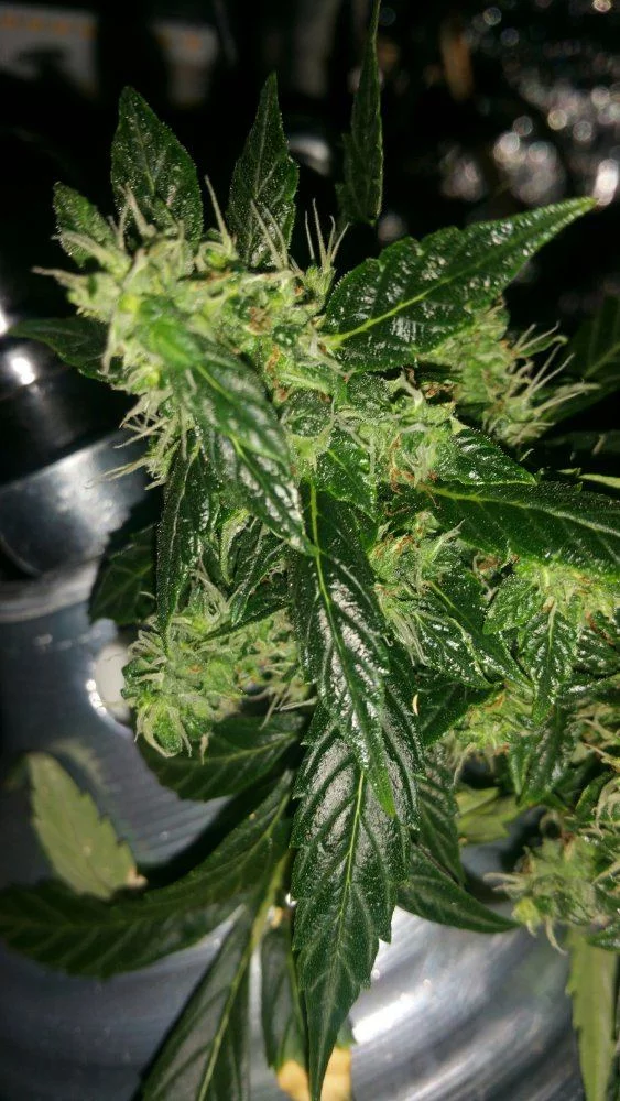 Northernlights auto fem ready to pluck first northern grow or help please 7