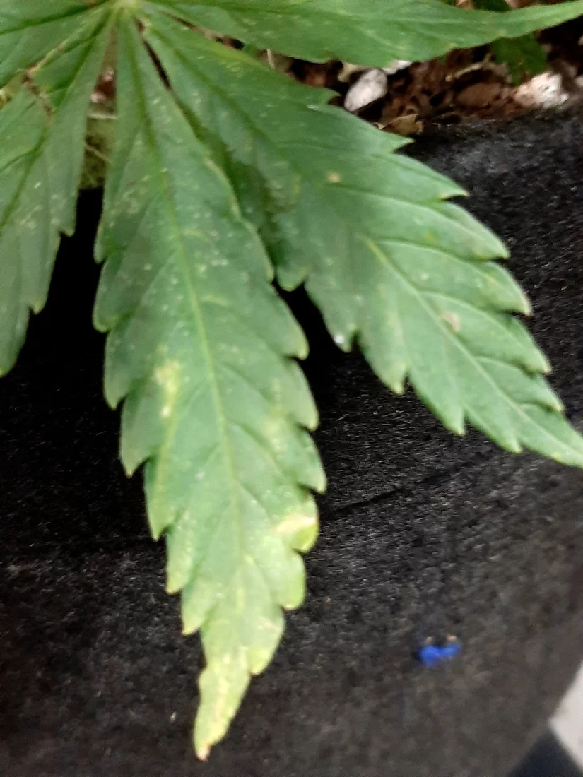 Nutrient deficiency  please help they are fading fast 2
