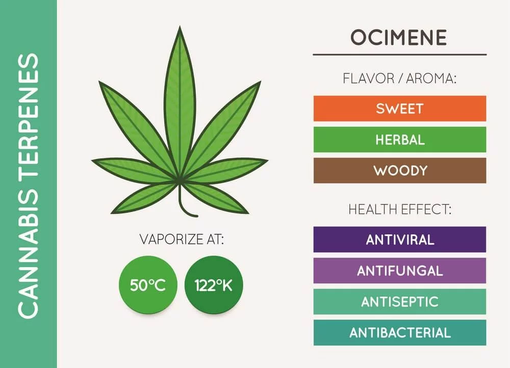 Ocimene cannabis terpene chart
