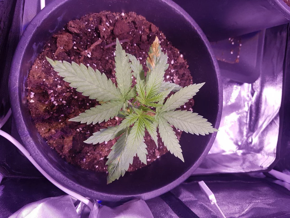 One of my weed plants is very wierd to me and i didnt find anything looking like it