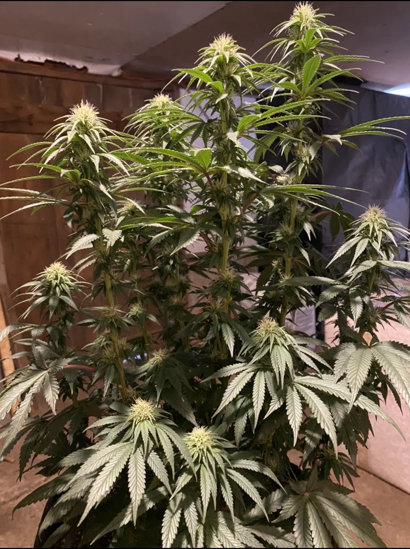 Opinions on my first grow so far 2