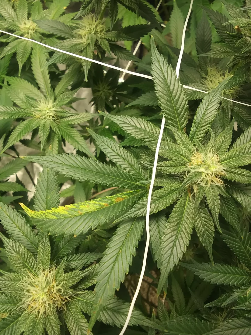 Orange leaf spots and twisting new growth