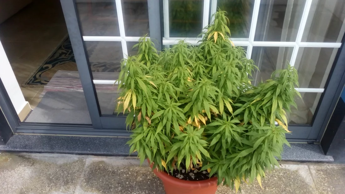 Outdoor cultivation  leaves are turning yellow 2
