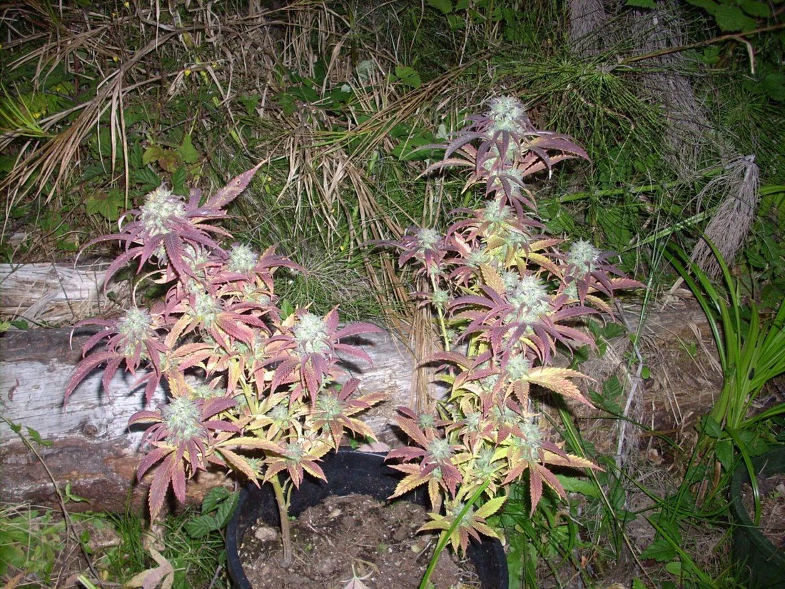 Outdoor early purple kush report 10