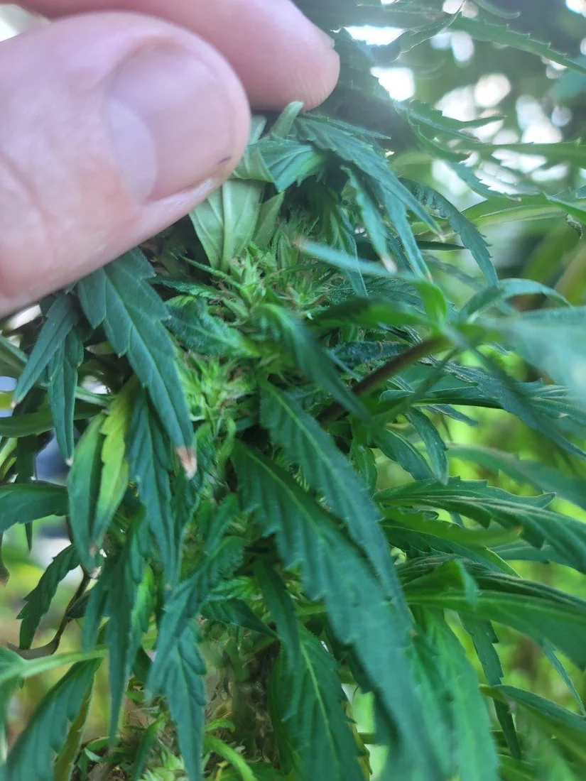 Outdoor grow limping in to fall 2