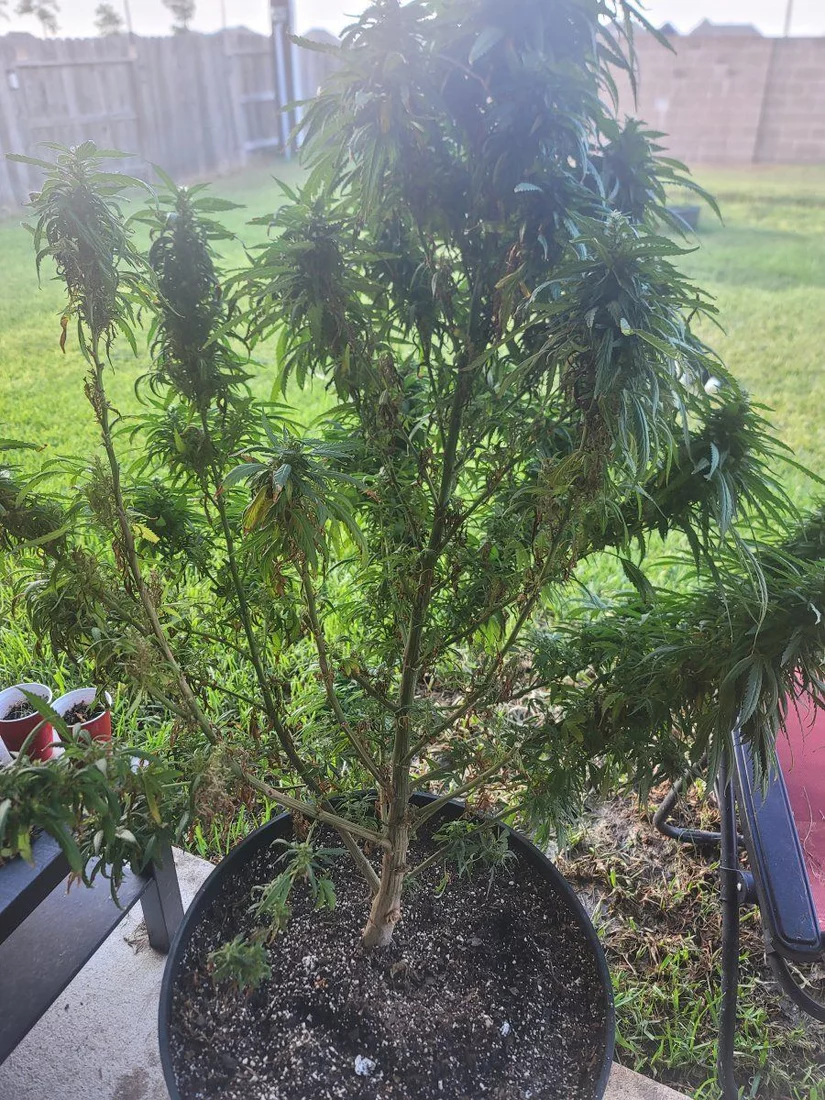 Outdoor grow limping in to fall 4
