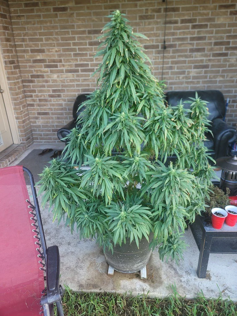 Outdoor grow limping in to fall