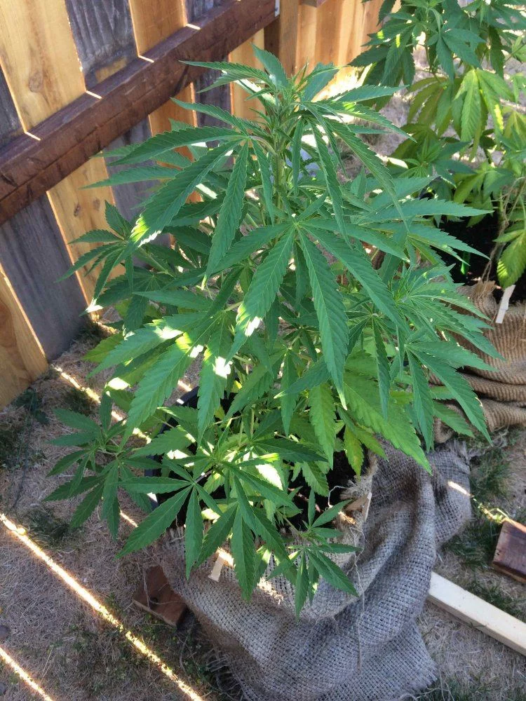 Outdoor grow problem trouble identifying 4
