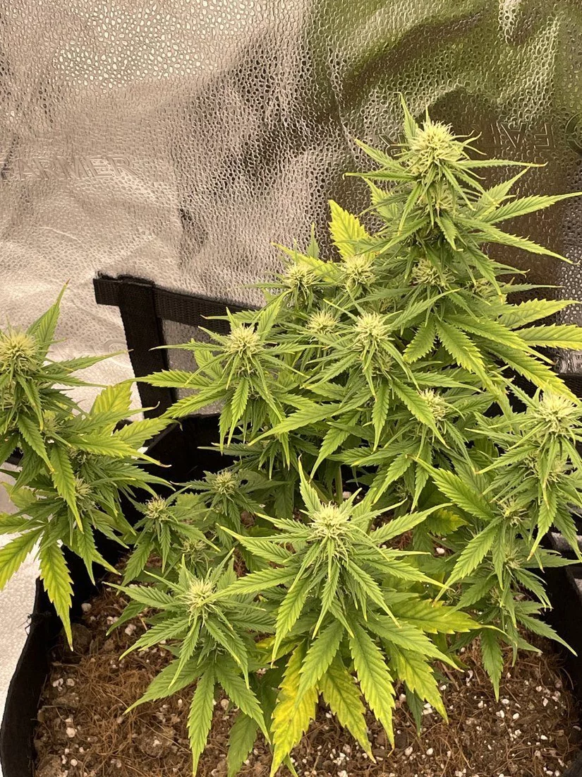 Passionate first time grower looking for some advise 3