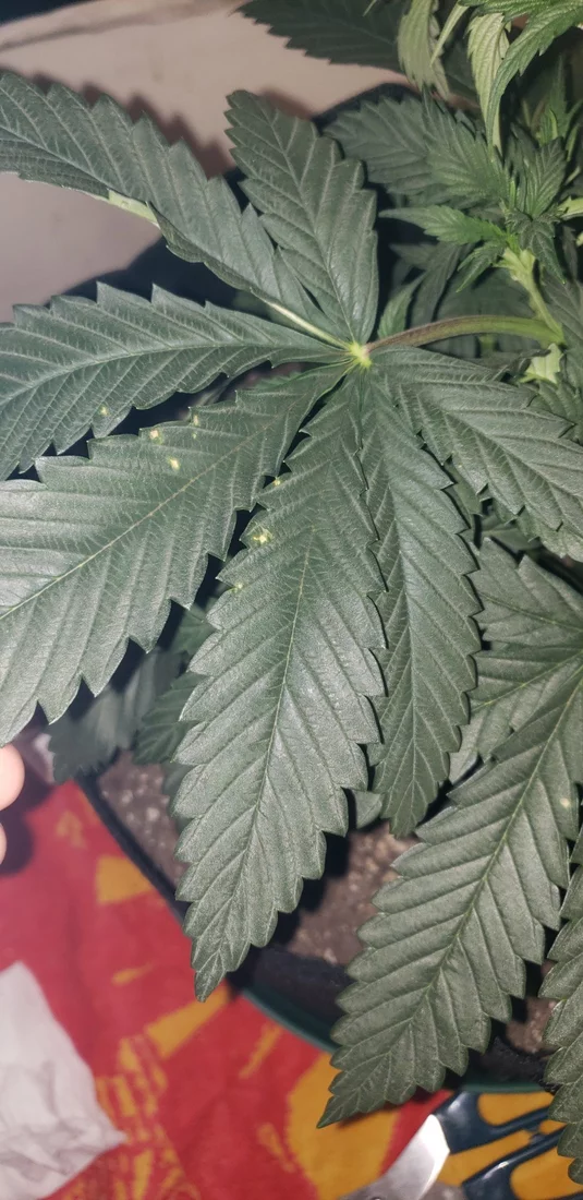 Pest or deficiency spot on leaves