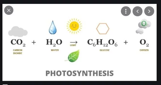 Photosynthesis1