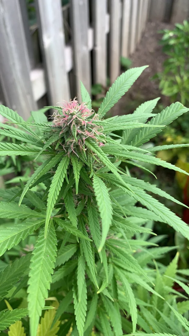 Pink hairs on my outdoor plant