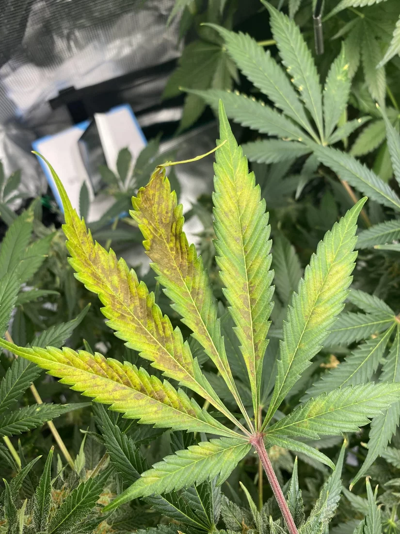 Plant getting ill at the flowering need help