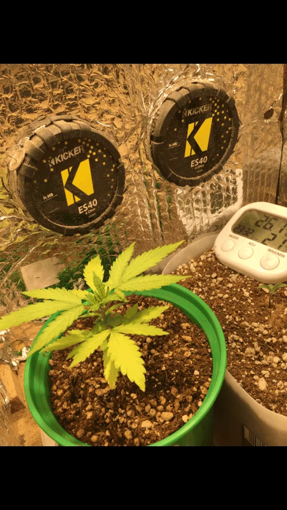 Plant growth has stopped  stealth micro led grow