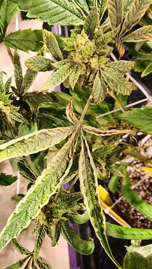 Plant health issue need help
