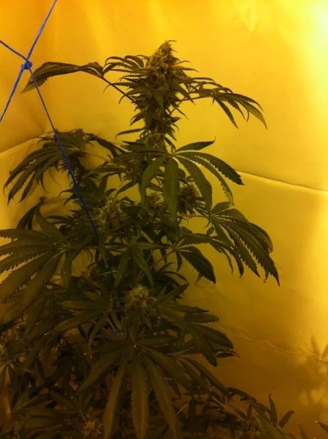 Plant issues in final stages of bud  please help 7