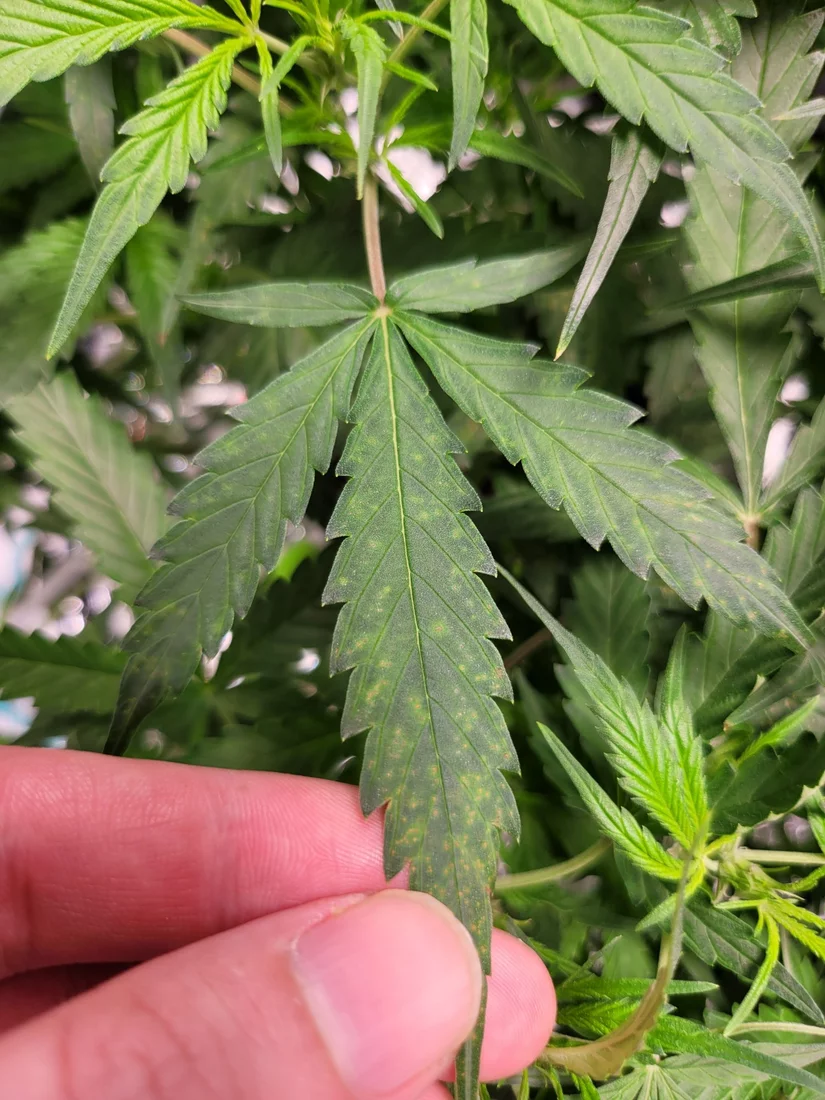 Plant seems healthy but strange leaf spots