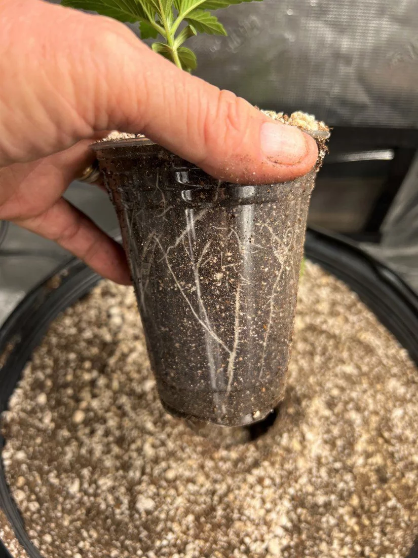 Plant1 roots
