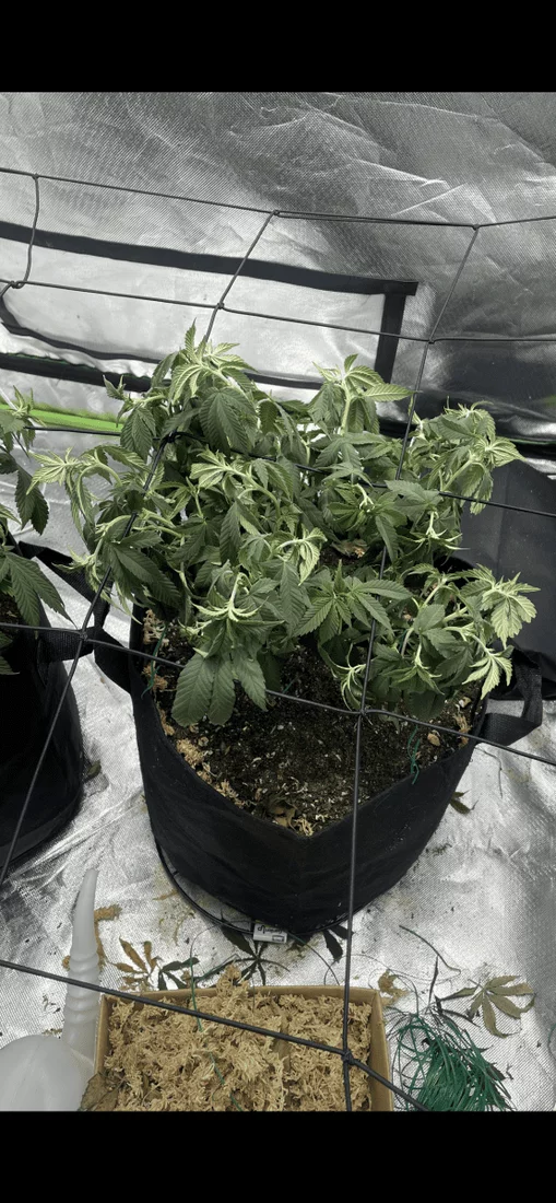 Plants have deteriorated rapidly need advice 3