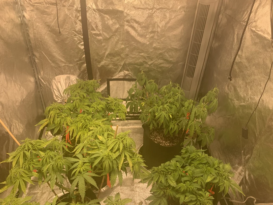 Plants look decent at lights on and half of the cycle and crappy before lights out 5