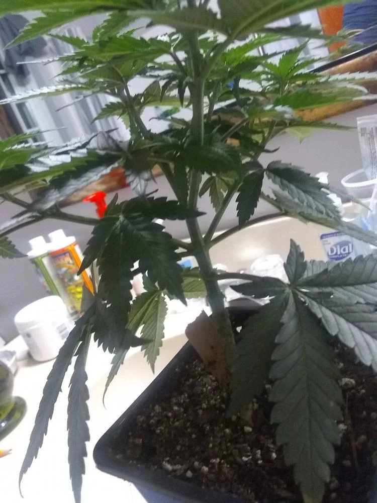 Plants look good but are my lower leaves dying when should i transplant 5