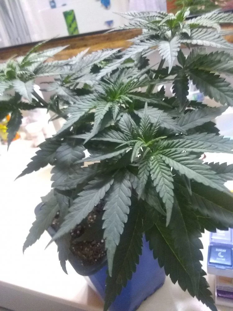 Plants look good but are my lower leaves dying when should i transplant 6