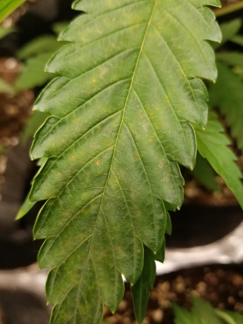 Plants yellowing and brown spots 2