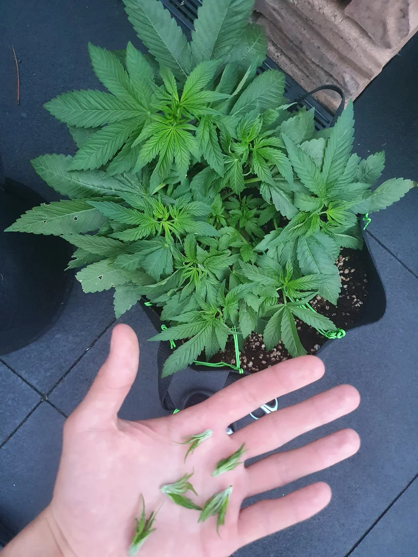 Please can you rate my plants 2