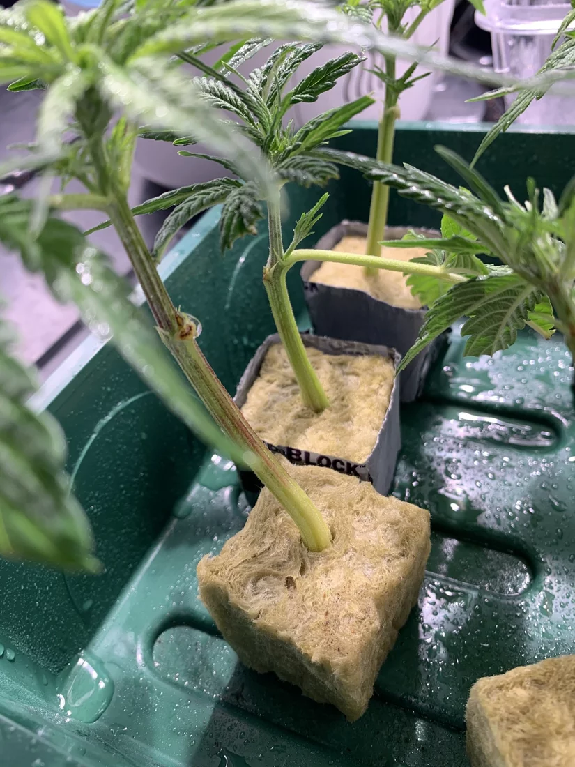 Please help clones day eleven yellowing wilting not looking happy 6