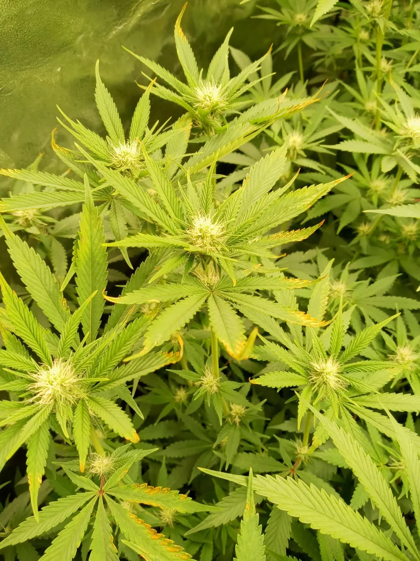 Please help day 17 of flower diagnoses needed 6